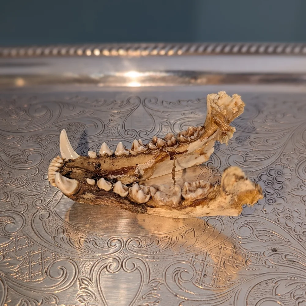 Lower Jawbone of Animal - Small, Possibly Raccoon, Oddity, Skeleton - Picture 2 of 12